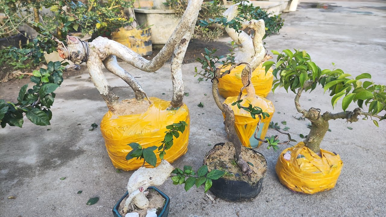 Chiều 15.2 .0359540980 gl cây cảnh các loại giá rẻ bao síp toàn quốc 