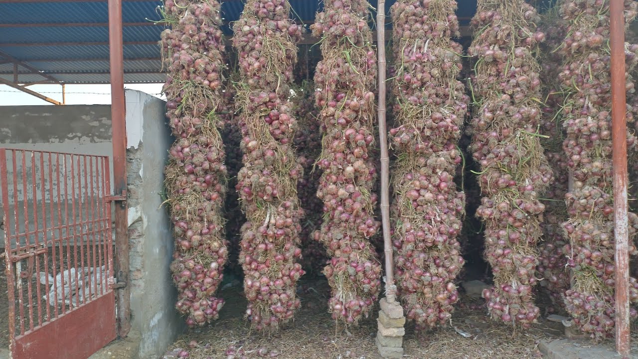 Onion drying method | Best practice ever seen in Pakistan