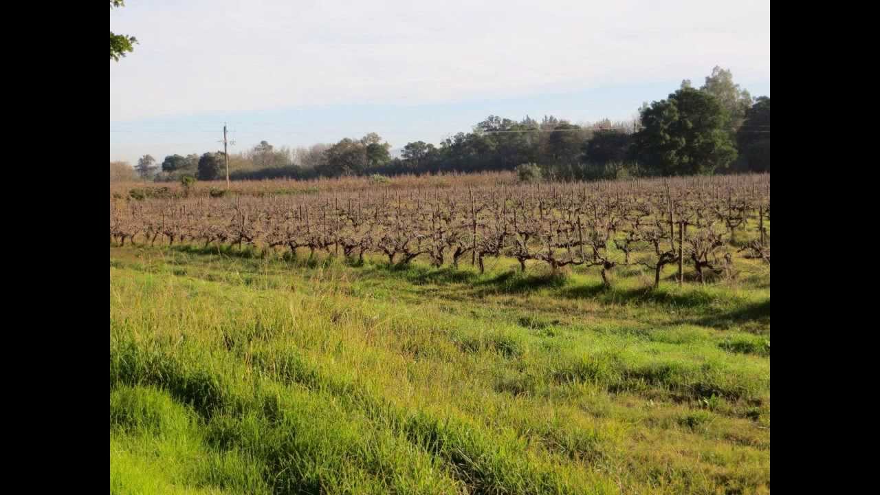 Wine Olive Smallholding farm Western Cape South Africa | AGF0042