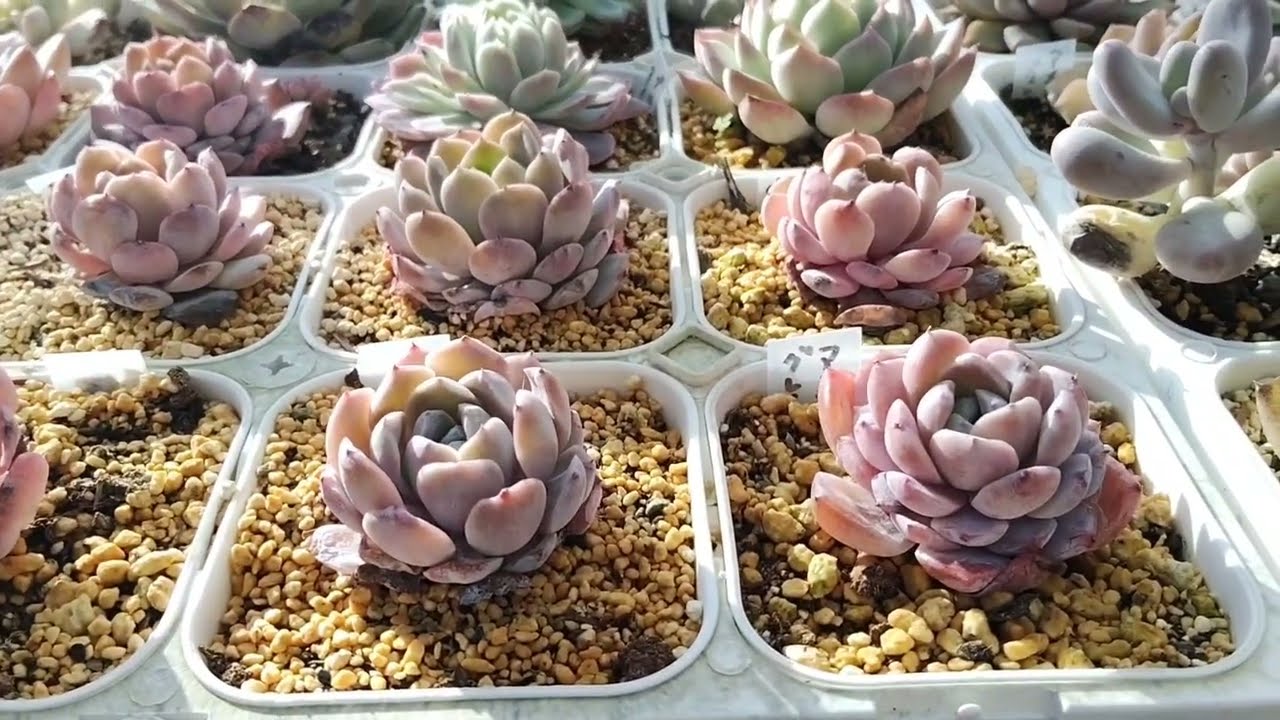 2026年3月20日#多肉植物#3月の多肉植物