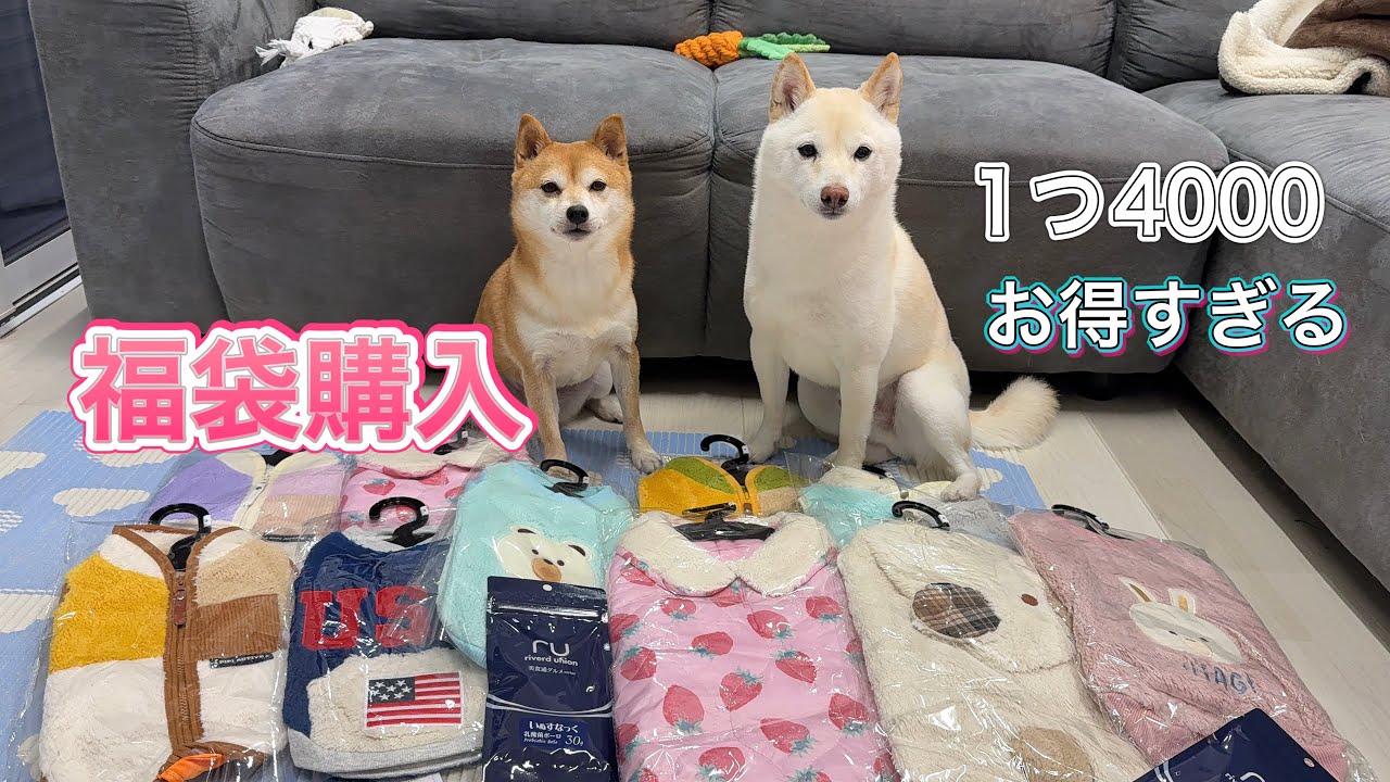 #17  🐕【犬用福袋】4,000円でこの中身❣️福袋開封レビュー🍀