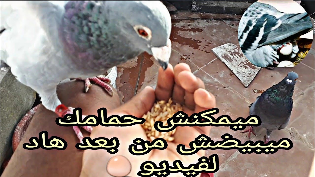 علاش حمامي مكيبيضش شنو السبب+الحلول والعلاجات