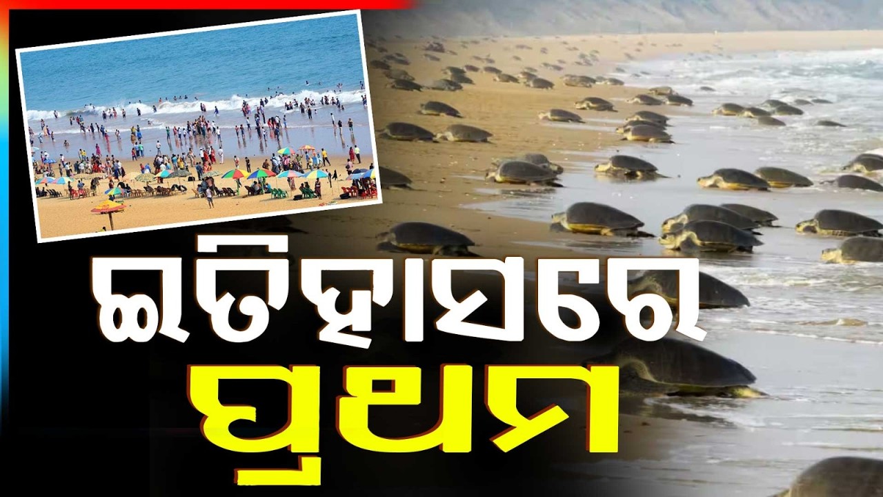 Olive Ridley Turtle Lays Eggs at Puri Blue Flag Beach for the First Time in History | Argus News