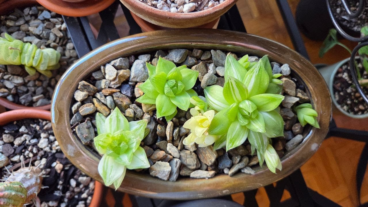 Haworthia cymbiformis Variegata Repot rescue
