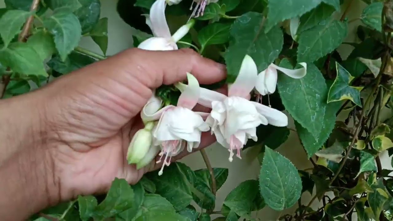 Fuchsia #Rk  Gardening Point