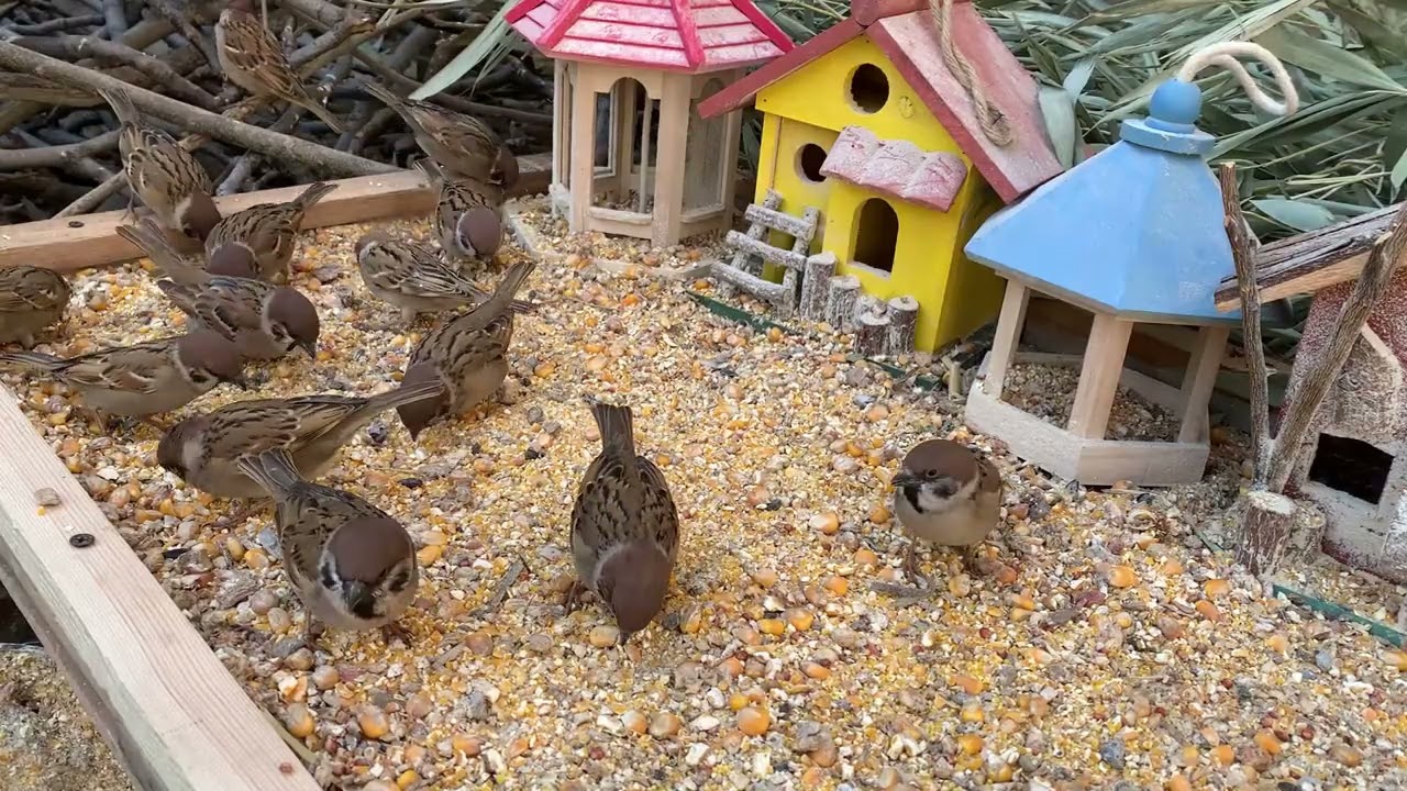 A Handful of Rice, and the Sparrows Came 🐦 | Pure Nature Healing-P260209