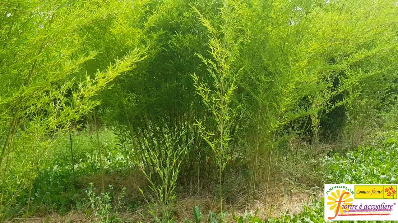 ALLA SCOPERTA DI UN BAMBUSETO - ALBERTO PEYRON - VIVAIO PURPUREA