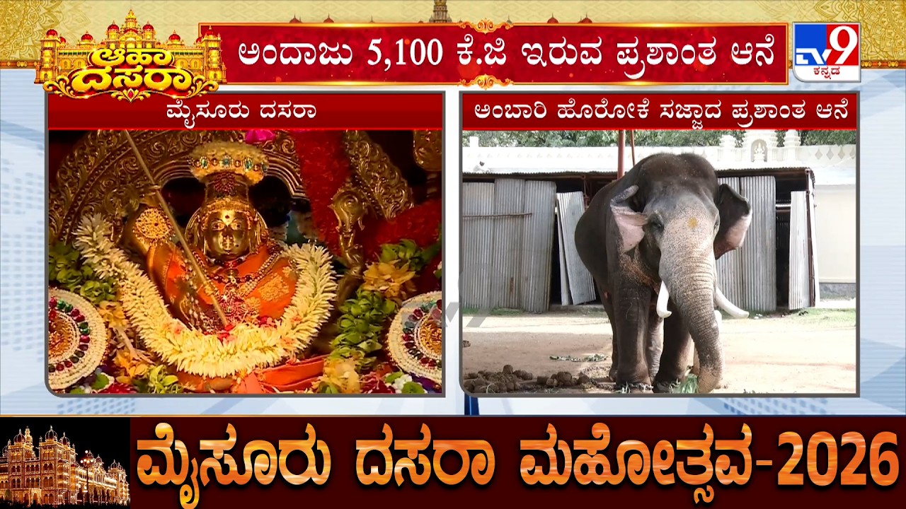 Mysuru Dasara 2026: Prashantha Elephant Selected To Carry Golden Howdah (Ambari)