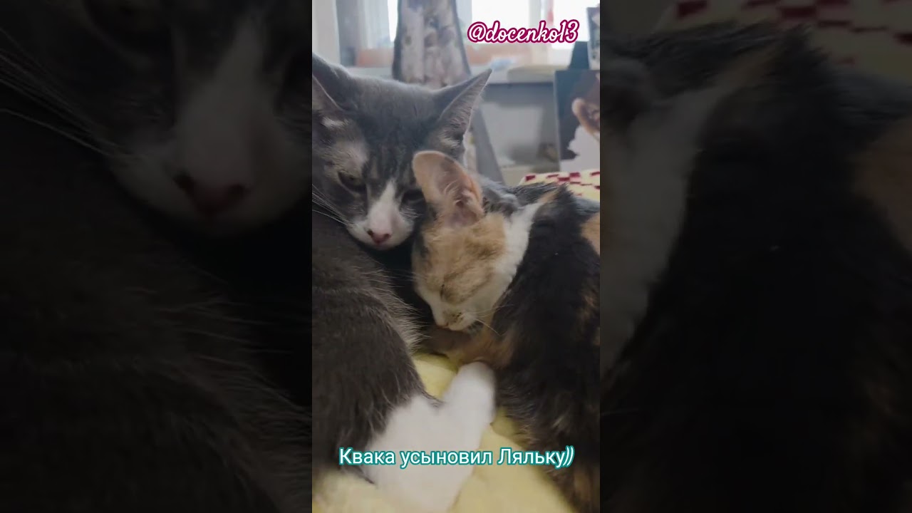 Самое милое видео на сегодня 