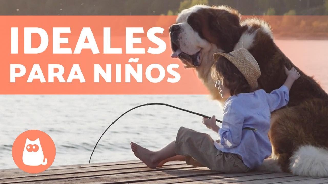 10 RAZAS de PERROS para NI&Ntilde;OS 🐶👧🏼 &iexcl;Desc&uacute;brelas!