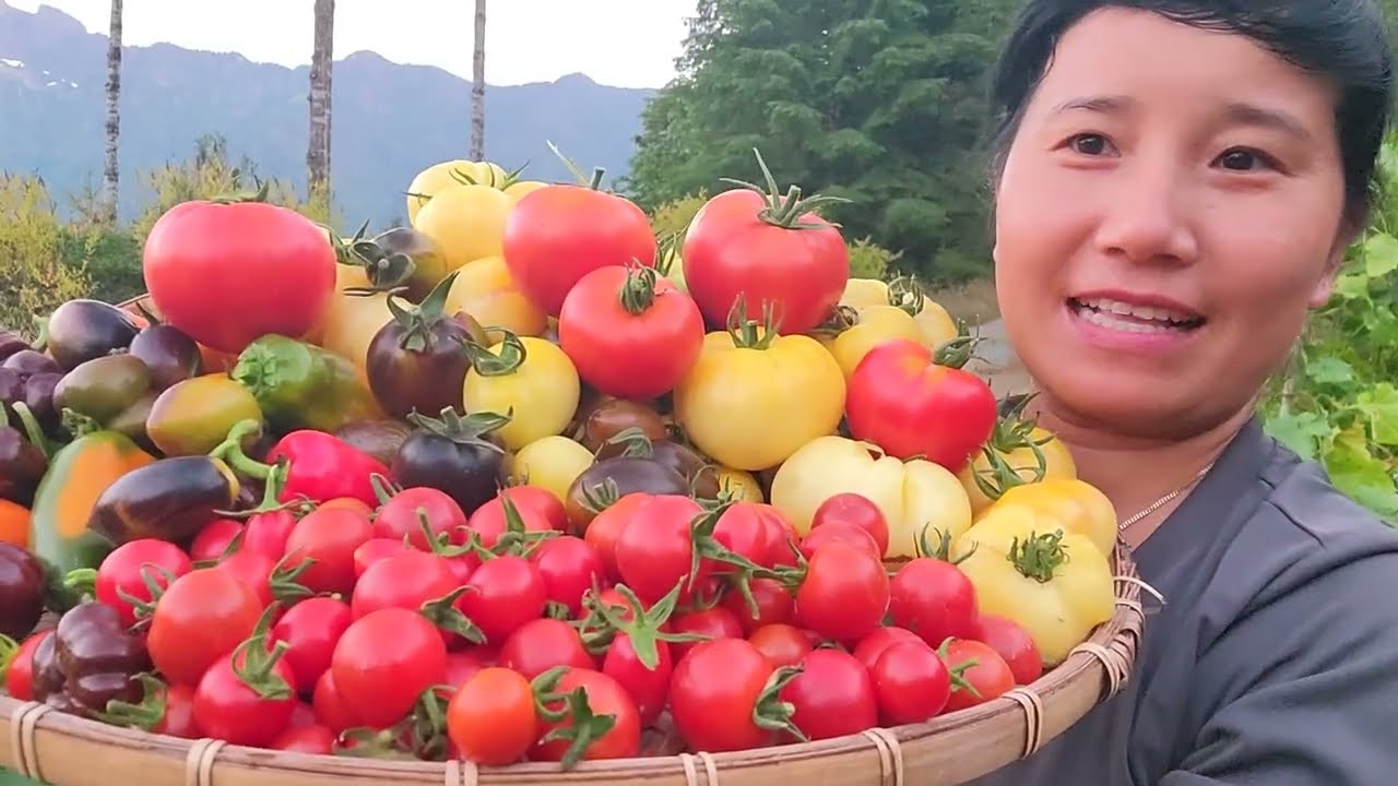 THU HOẠCH ỚT TRIỆU NGỌT, CÀ CHUA BỰ CÀ CHUA NHO, CÀ CHUA TRẮNG 