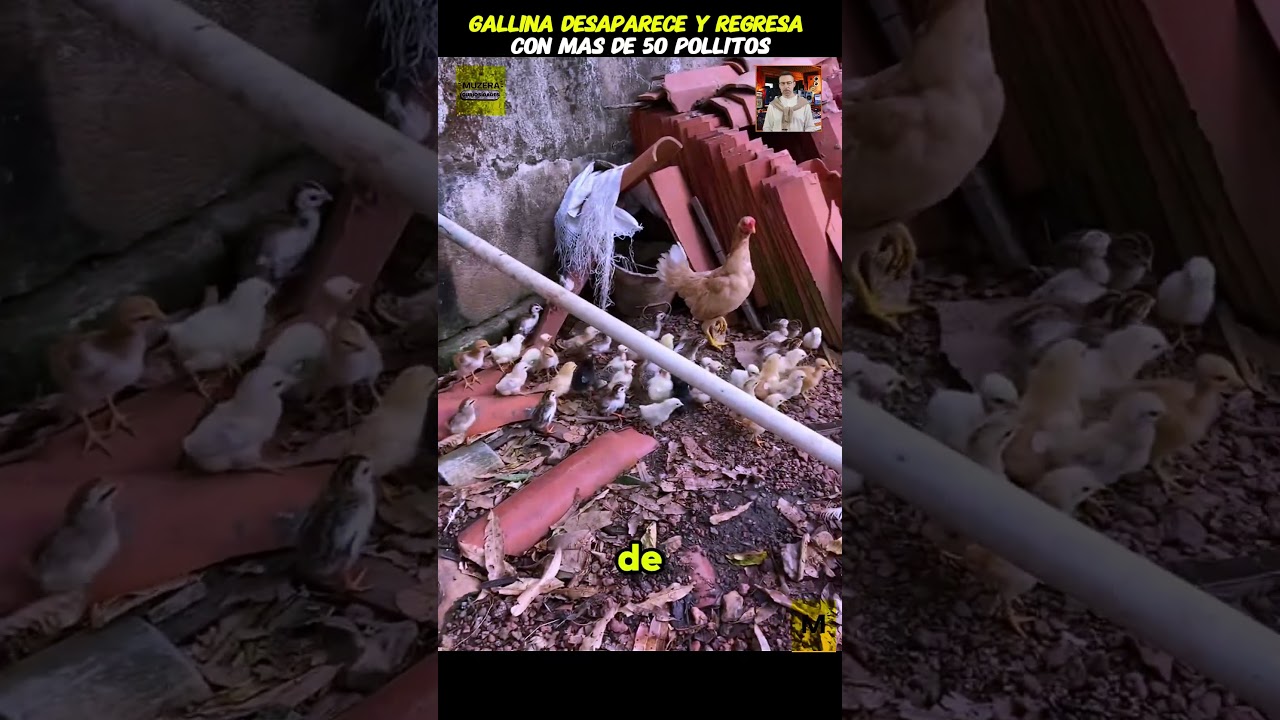 Gallina desaparece y regresa con más de 50 pollito 