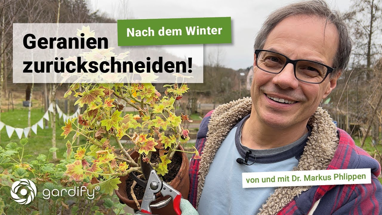 Geranien nach dem Überwintern zurückschneiden für gesundes neues Wachstum inklusive Vermehrungstipp!