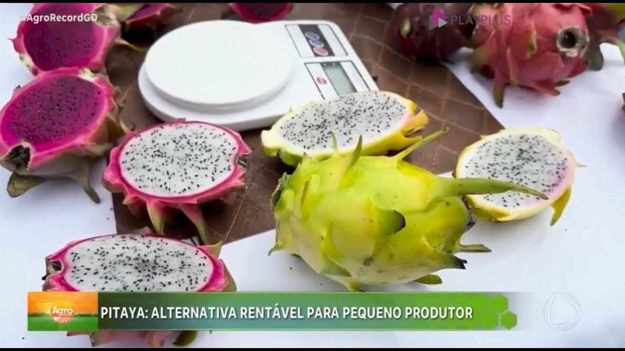 Pitaya se torna alternativa rentável para o pequeno produtor