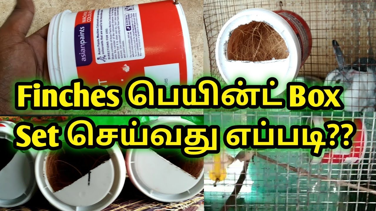How to set Finches Paint Box For Breeding?Finches பெயின்ட் Box Set செய்வது எப்படி??