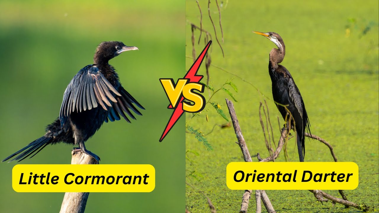 Little Cormorant vs Oriental Darter (Anhinga Snake Bird): Battle of the Fishing Masters!