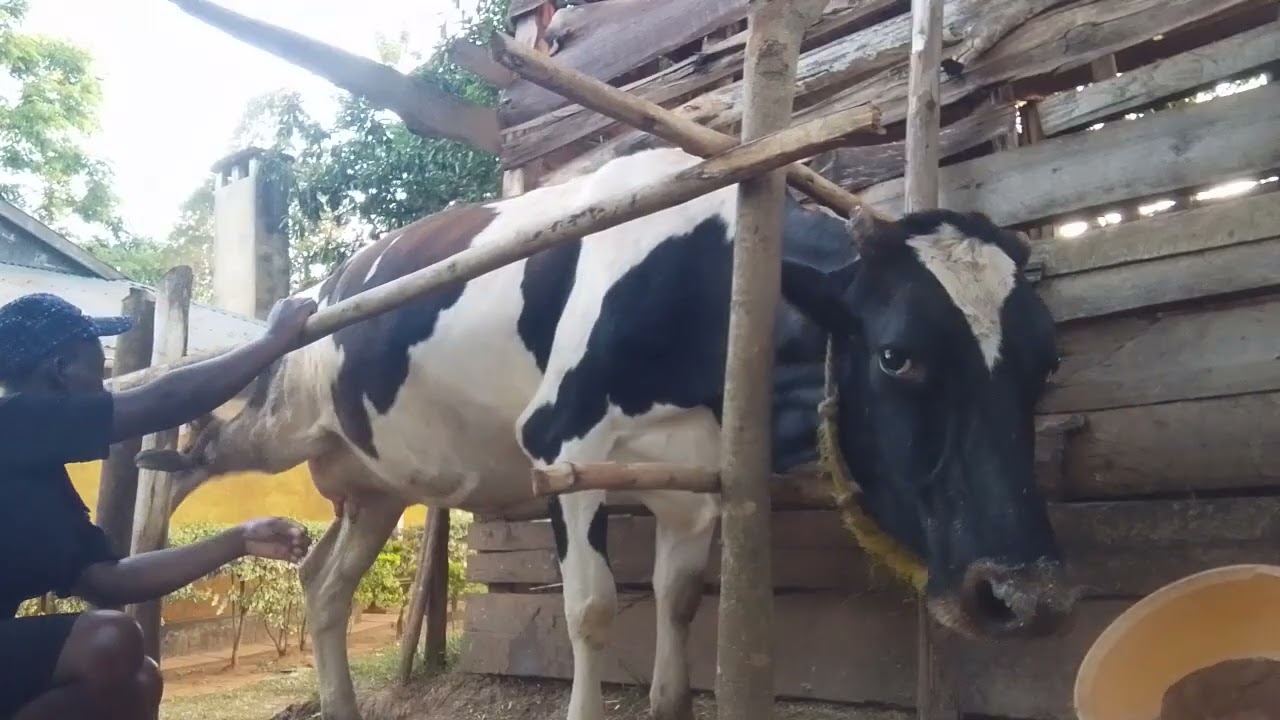 Unbelievable!!!!!!my lovely previous was angry I couldn't milk well.