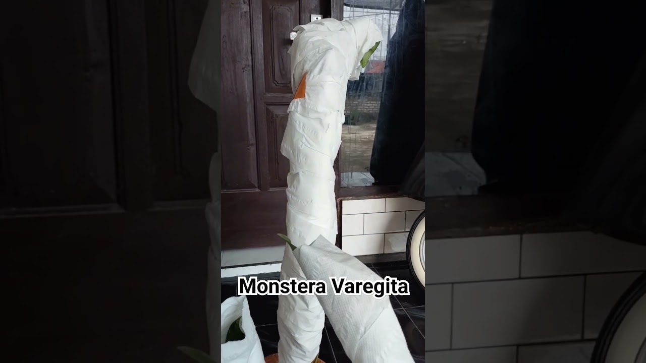 Proses pakejing tanaman Monstera Varigata 