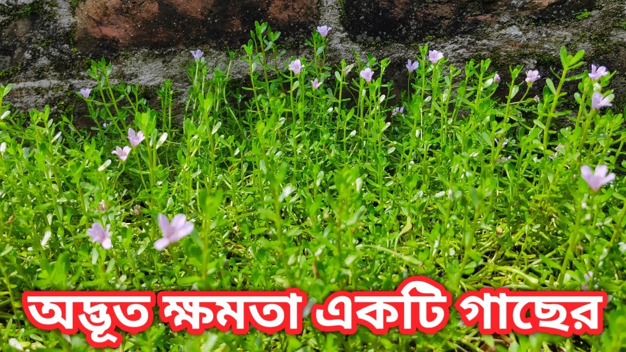 ব্রাহ্মী শাকের কিছু অসাধারন গুণাগুণ, যা একবার জানলে আপনি নিয়মিত এই ব্রাহ্মী খেতে শুরু করবেন।