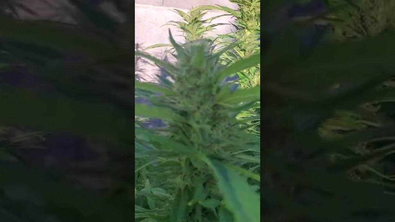 2022 Las Vegas Desert outdoor grow
