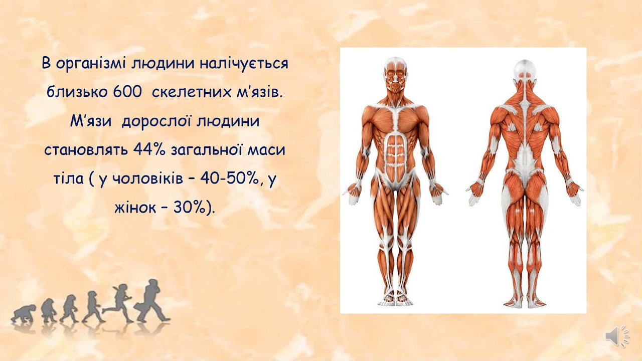 Функції і будова скелетних м’язів. Основні групи скелетних м’язів