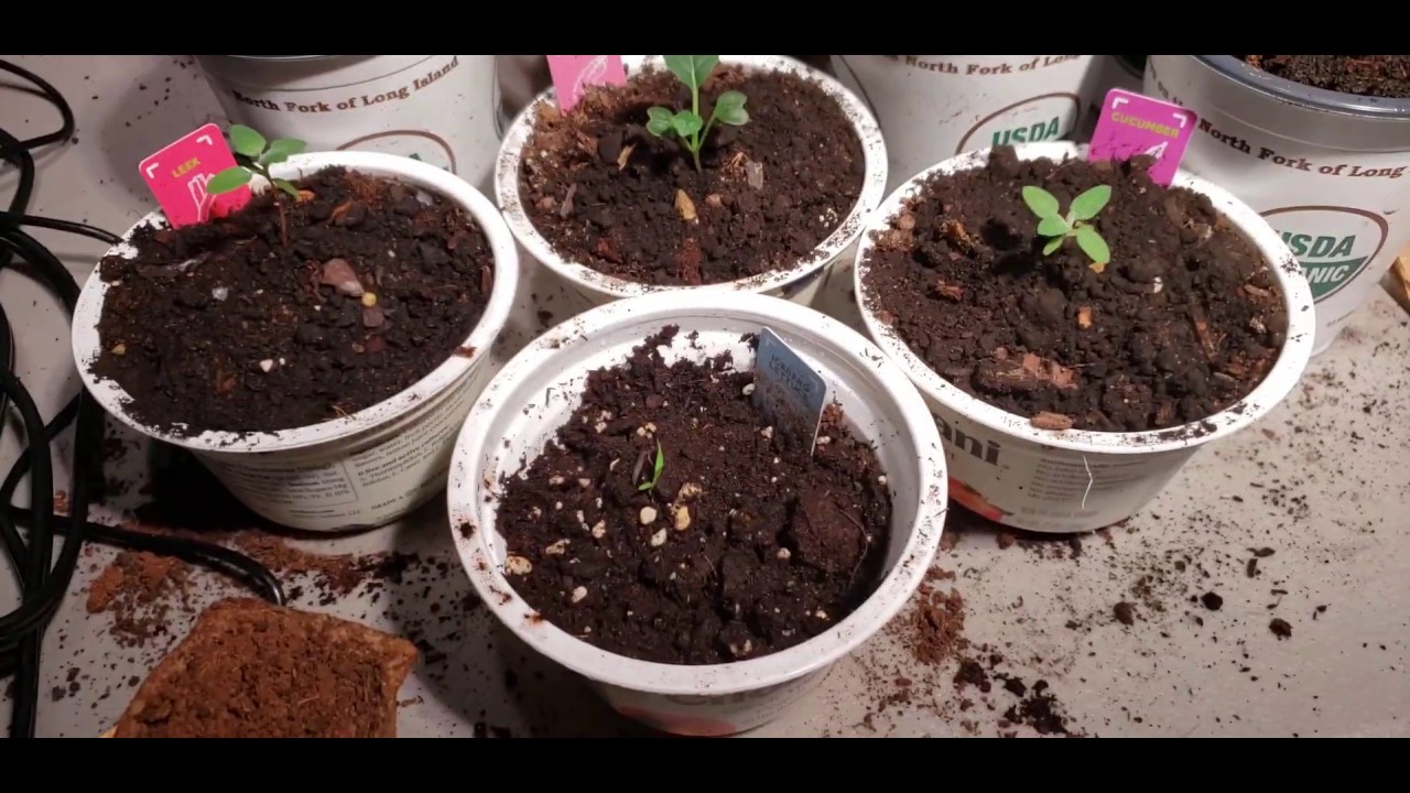 Coast Of Maine Bar Harbor Soil w Worm Castings Vs. Miracle Grow Seed Starting Mix Seedlings Results
