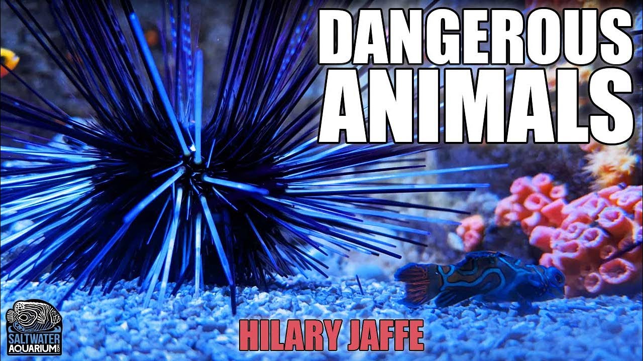 DANGEROUS Animals In Your Aquarium? Tangs, Triggerfish, & More - Hilary Jaffe