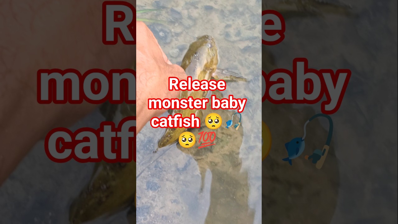 release monster baby catfish 🥺🥺🎣