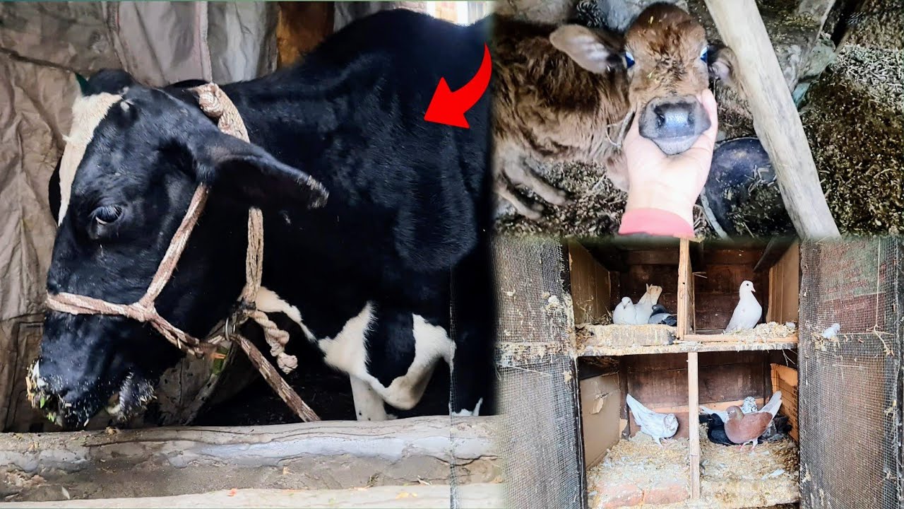 Aaj Aapko Apne Sabhi Cow Or Pets Se Milate hai 😍 Kitne Hai Hmare Sabhi Bacche 🥰