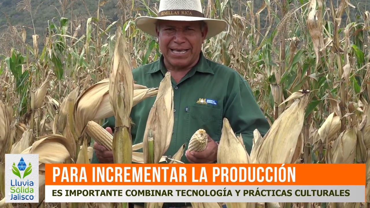 Rendimiento récord en maíz con Rey Tláloc