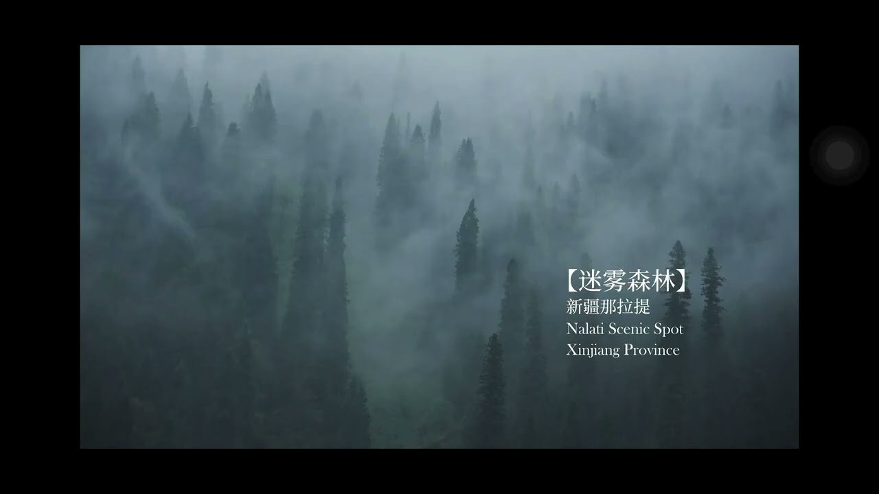 Peaceful Forest Scenery in China — Nature at Its Best#ForestVibes #NatureChina