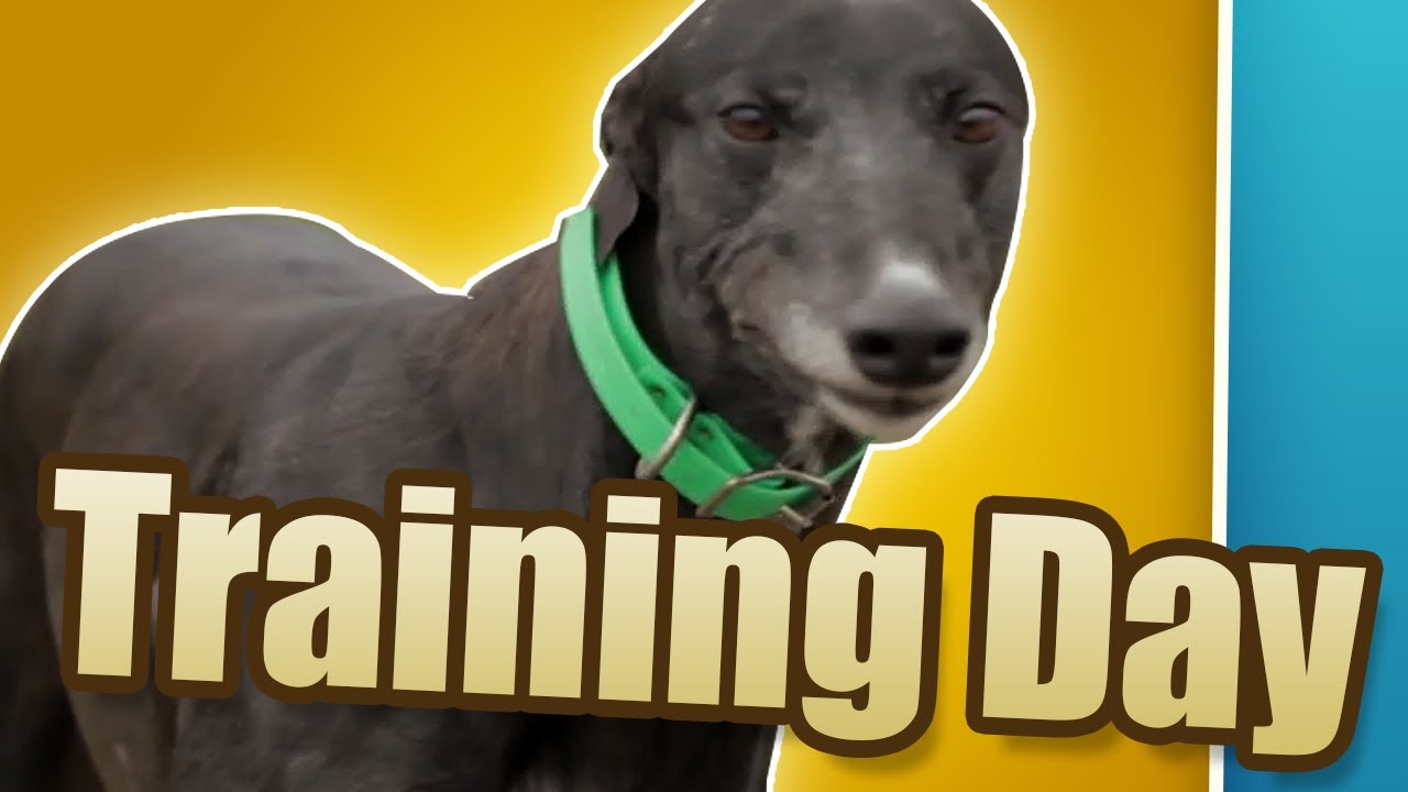 TRAINING DAY - Greyhounds: The Dogumentary (Episode 2)