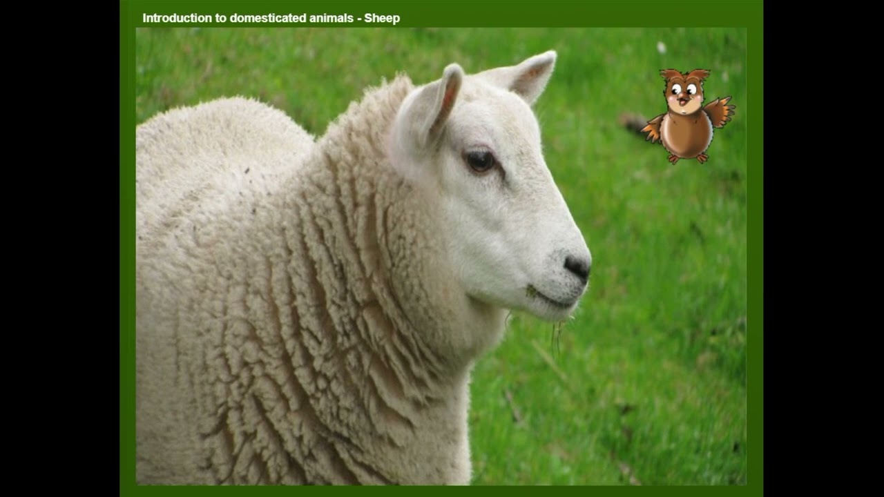 Domesticated Animals - Sheep, Goat, Rabbit