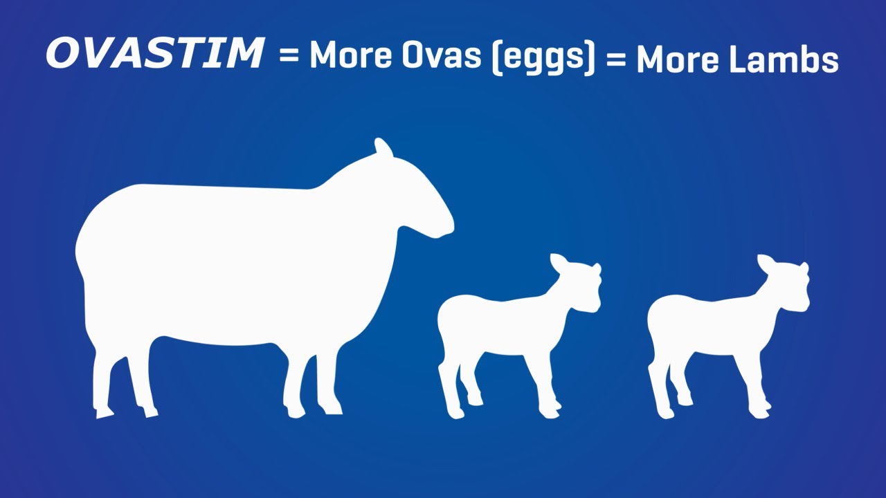 How Does Ovastim Work? | Get More Twins with Ovastim