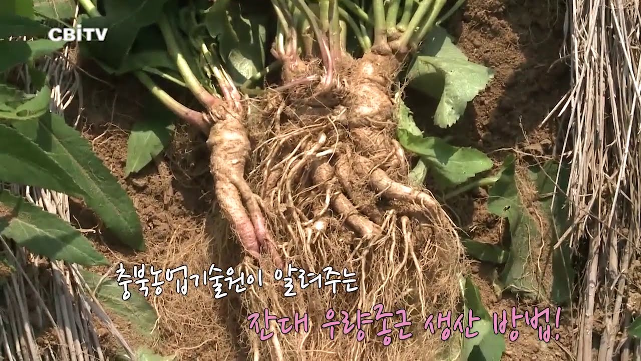 잔대 우량종근 생산 이렇게 하세요