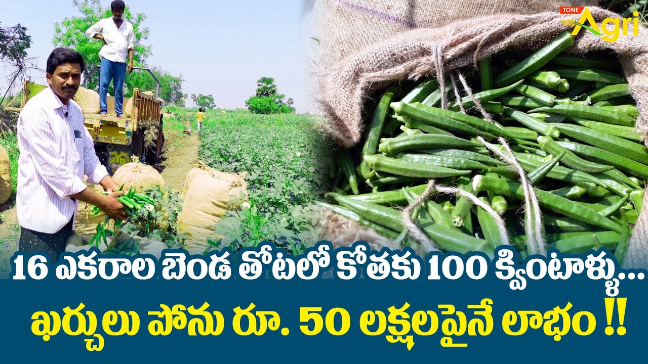 Benda Sagu, Ladies Finger Farming | 16ఎకరాల బెండ తోటలో 100క్వింటాళ్ళు.. రూ.50లక్షల లాభం..! Tone Agri