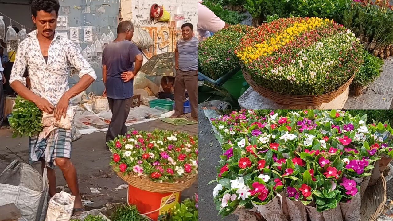 Tala Haat | Prices Of Flower & Fruit Plants