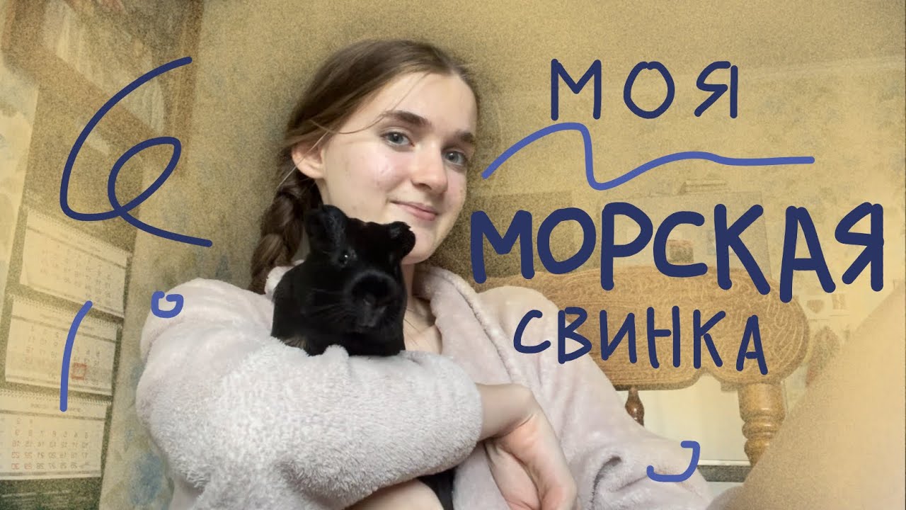 Сложно ли жить с морской свинкой? содержание//уход и забота о зверюшке !