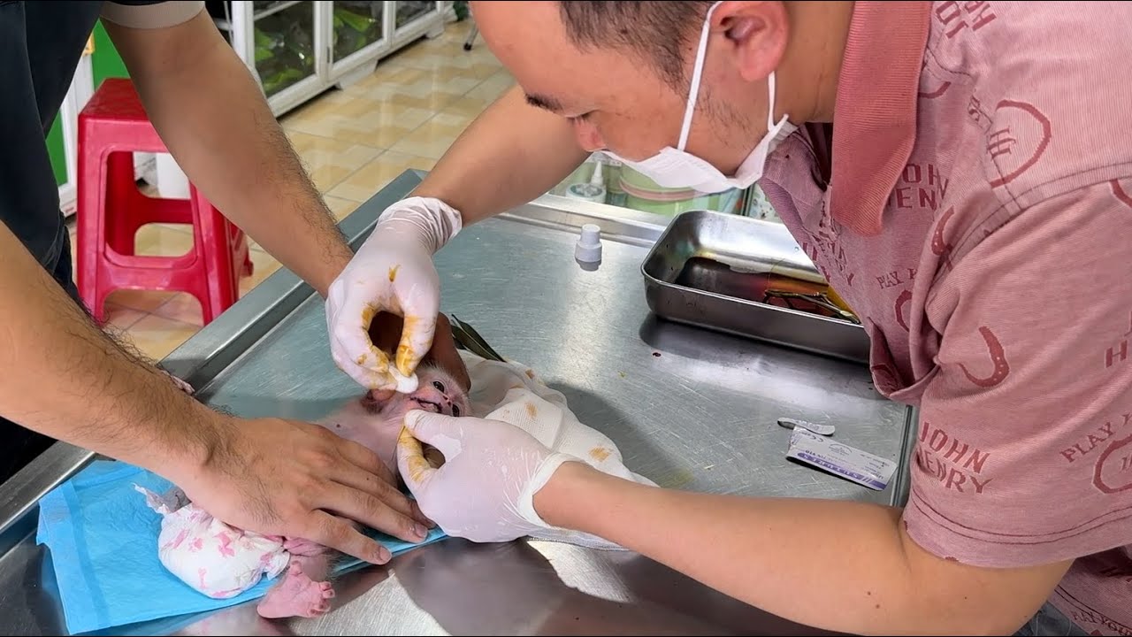 What happened to baby monkey Xuka?