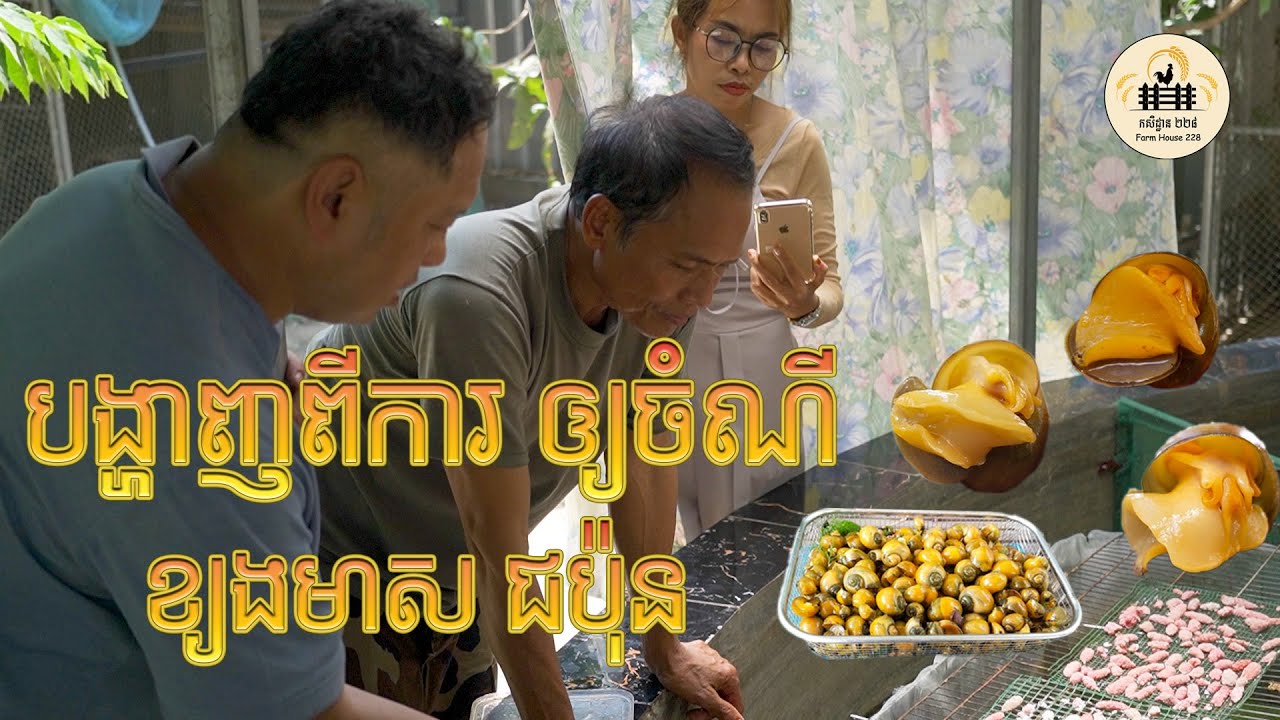 បង្ហាញពីការ ឲ្យចំណី ខ្យងមាសជប៉ុន
