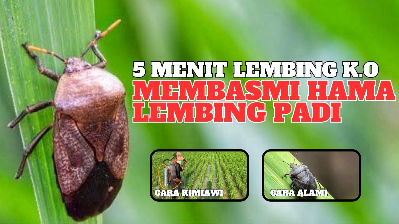 Cara membasmi hama lembing batu pada tanaman padi - insektisida obat hama ampuh mematikan lembing