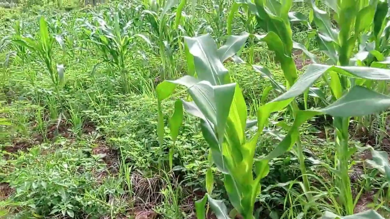 Como é bela a natureza plantação de arroz 🌾 🍚 l
