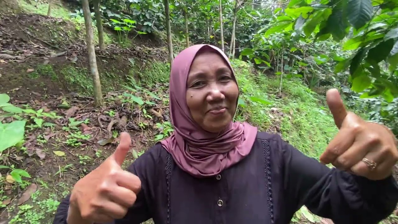 Kebun kopi pak rumadi 2025