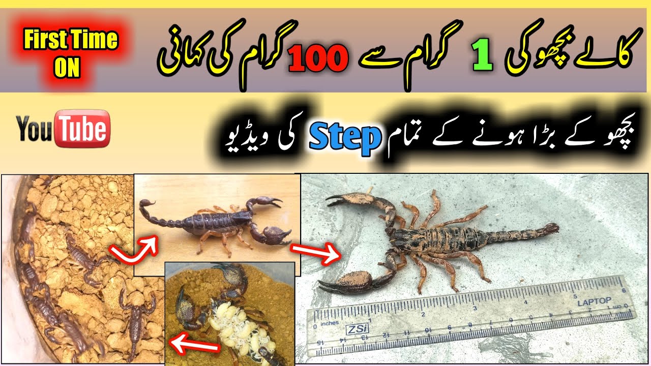 Kala bichu kitne time me bara hota hai | How much can a black scorpion grow in a year | Kala bichhu