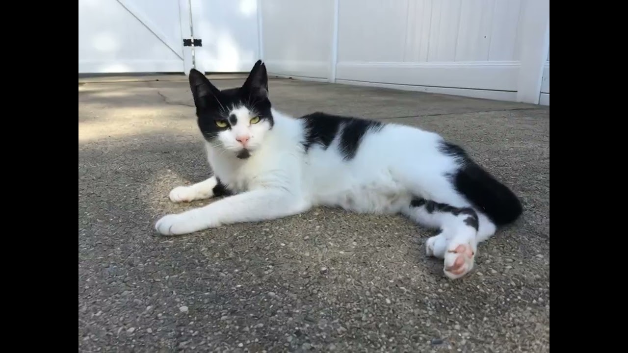 Cody Cook   A Walk in the Dark