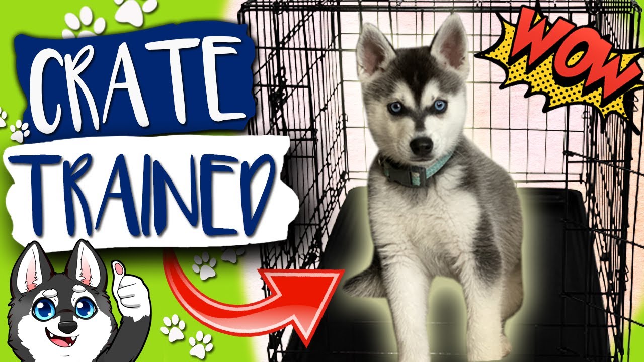 3 Simple Steps To Crate Train Your Puppy In 5 Days!!!