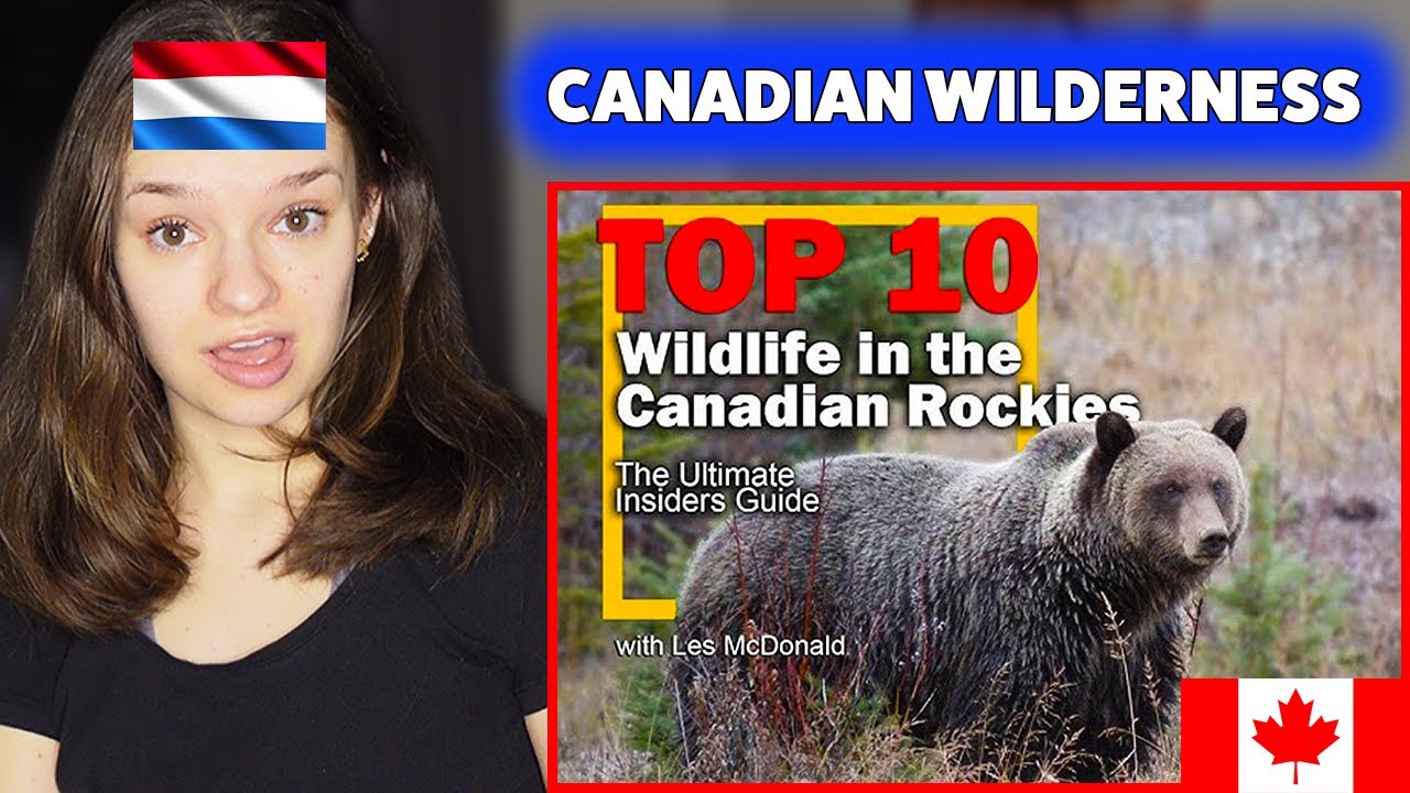 THIS is Wildlife in the Canadian Rockies?! 🇨🇦 (European Reacts)