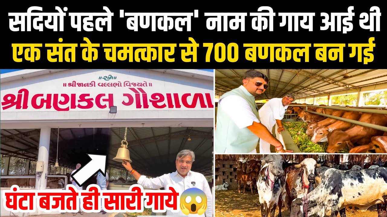 1 गाय से 700 गाय बनाने वाली चमत्कारी, आधुनिक तकनीक से बनी गौशाला👍 Bhaylu Bhai Paliyad