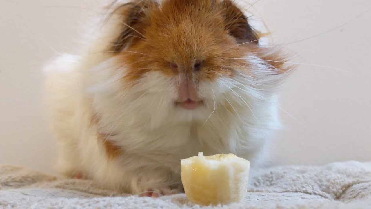 Rootie Bootie Vs Banana!
