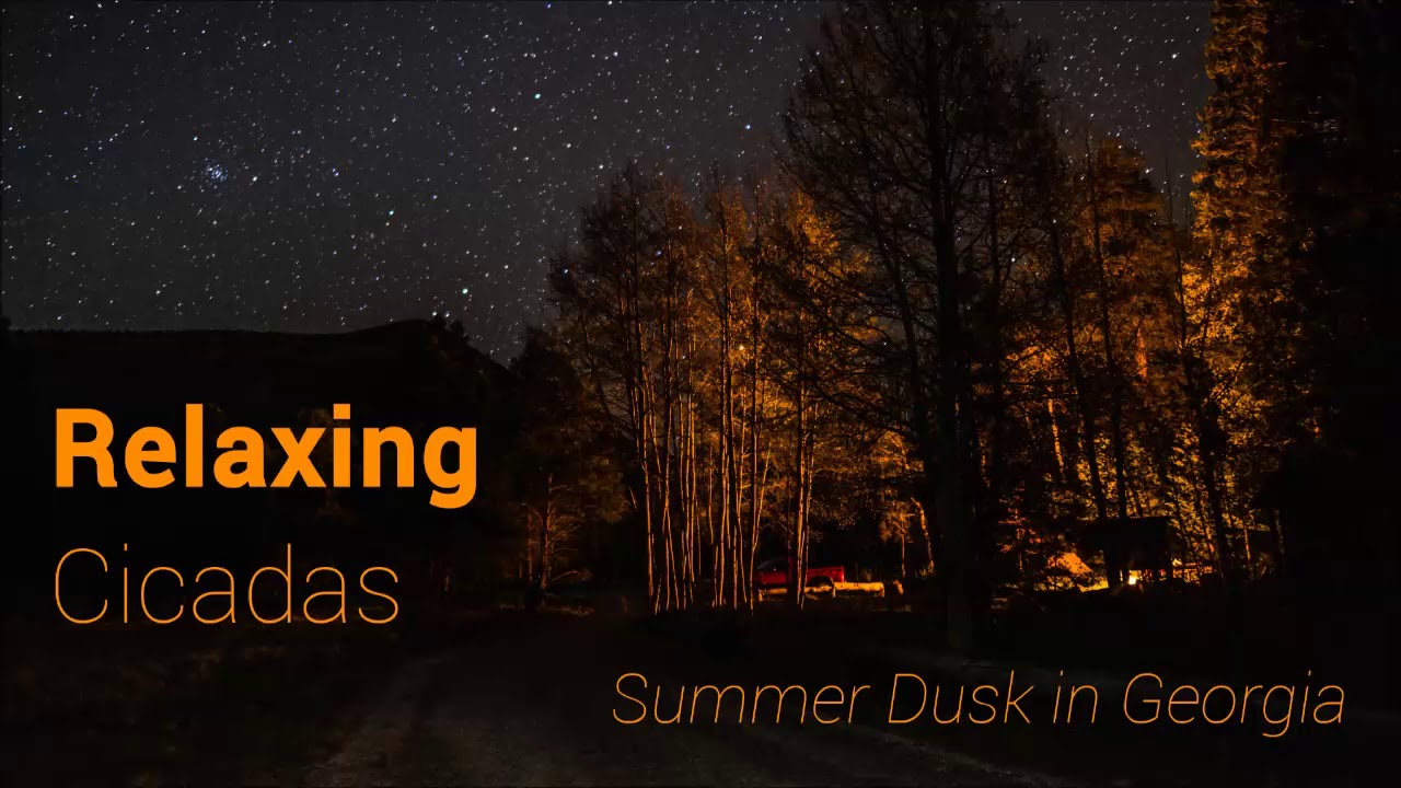 Relax Sleep Nature Sounds - Cicadas at Dusk, Summer Night